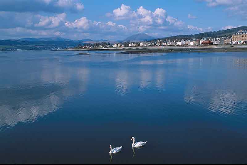 helensburghswans.jpg